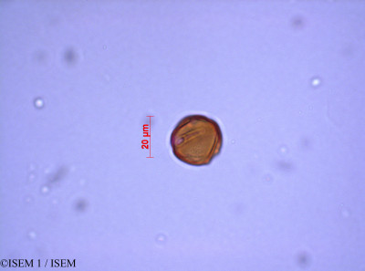 ISEM 1/Lythrum_hyssopifolia_29214/Lythrum_hyssopifolia_29214_0001(copy)_thumb.jpg